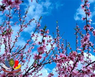 Hoa đào đẹp như người có Đào Hoa?