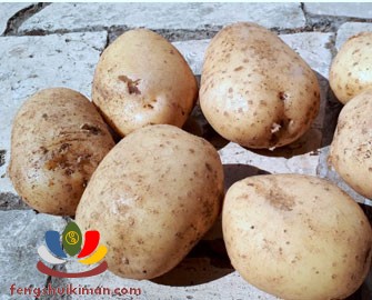 Khoai tây mới thu hoạch ăn ngon và bở