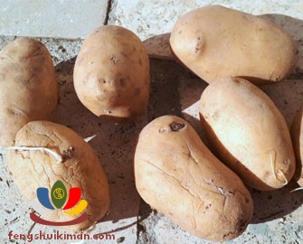 Khoai tây được bảo quản sau 1 năm có vỏ nhăn nheo sau nhiều lần được vặt bỏ mầm