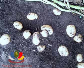 Khoai tây là của chìm của nổi