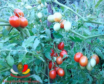 Cà chua Datterini trên cây