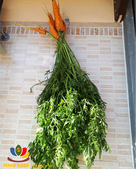 Lá cà-rốt tươi dùng như hành mùi hoặc cắt ra và treo lên phơi khoảng 10 ngày cho khô làm gia vị
