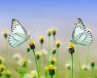 Mệnh năm thê bảy thiếp – Manh phái phần 7