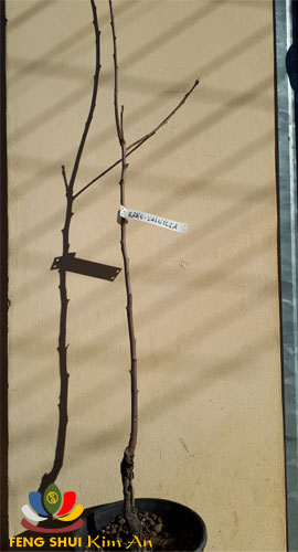 Cây hồng Kaki Vaniglia được tuổi rưỡi