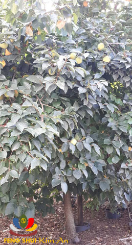 Cây hồng giòn ngọt trĩu quả trong nhà vườn Bianchini