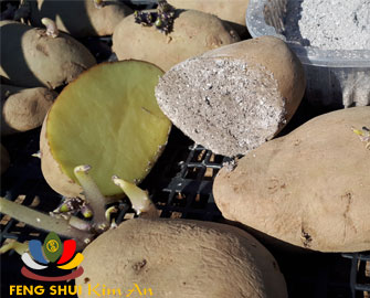 Bổ dọc khoai tây để tăng gấp đôi số lượng khoai tây gieo