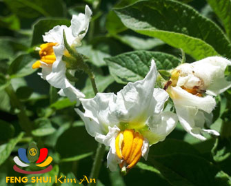 Hoa khoai tây rất đẹp, màu trắng nhỏ, nhụy vàng