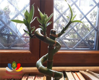 Cây Lucky Bamboo, cây tre đem lại may mắn