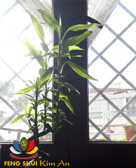 Cây Lucky Bamboo sau 1 năm chỉ cắm trong lọ nước