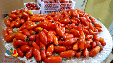 27 kg cà chua San Marzano rong tổng 40 kg các loại