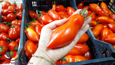 Cà chua San Marzano thuôn dài,thích hợp làm sốt cà chua