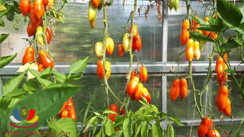 Cà chua San Marzano trong vườn nhà Kim An