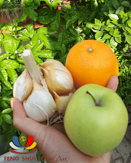 Tỏi khổng lồ giống mua để gieo, to gần bằng quả cam táo